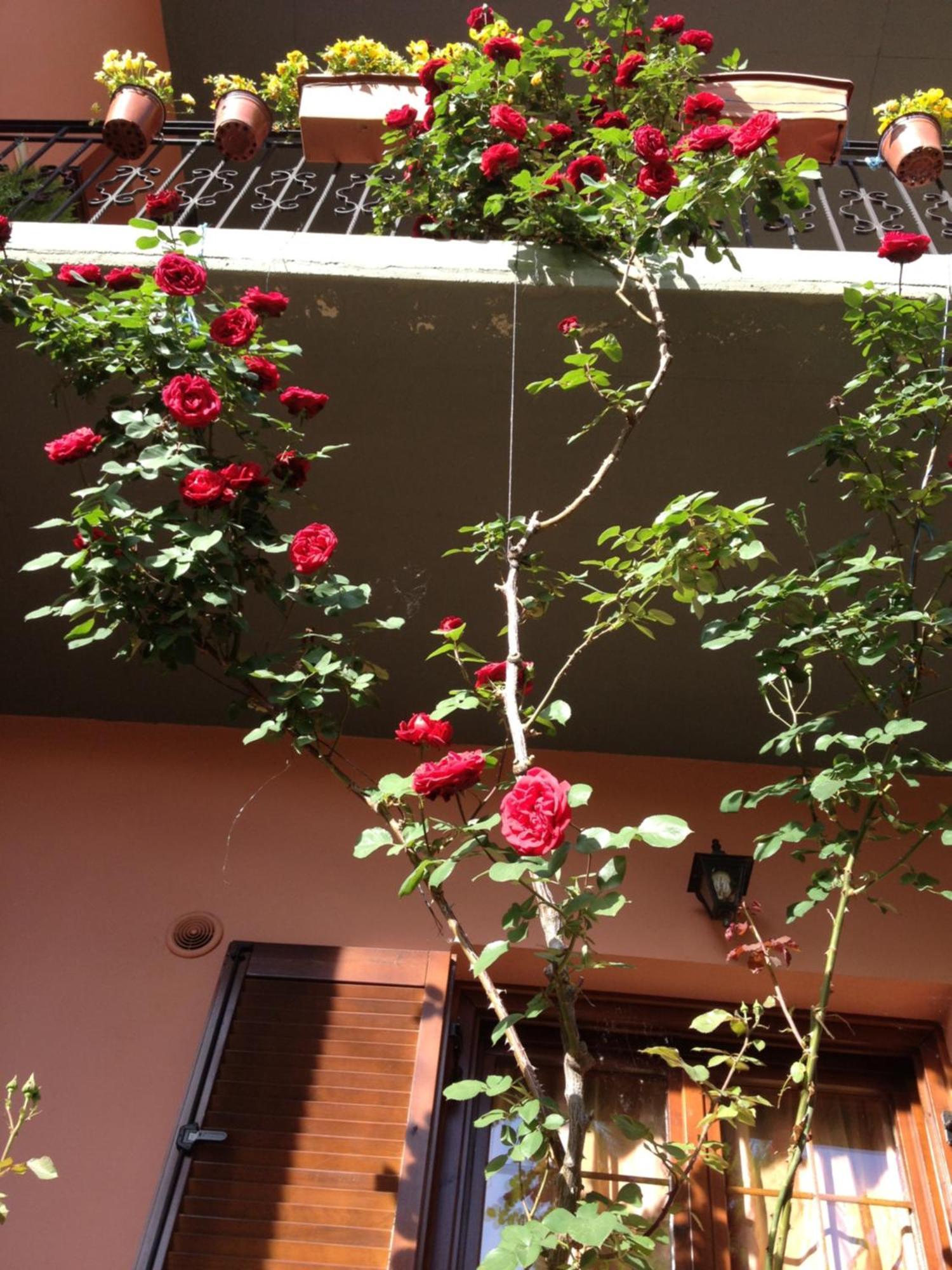Artemis Apartments Konitsa Exterior photo